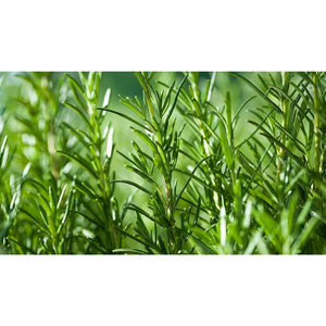 Six 3-4 inch cuttings of rosemary for prop